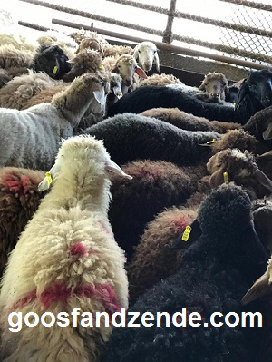 گوسفند زنده را با یک تماس تلفنی خریداری کنید .